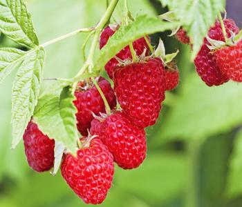 Himbeere 'Autumn Bliss®', ca. 70-80 cm