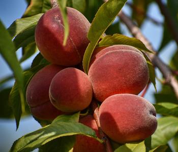 Pfirsich 'Benedicte'