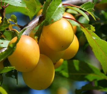 Mirabelle 'Bellamira'