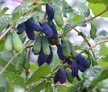 Bio Sibirische Blaubeere 'Duet'