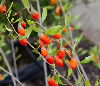 Bio Goji-Beere 'Instant Success®'