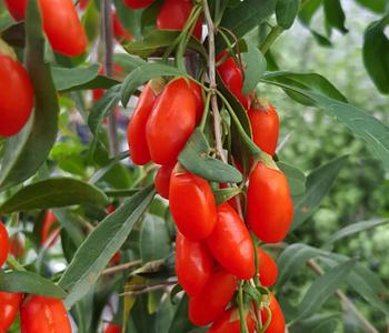 Bio Goji-Beere 'Princess Tao®'