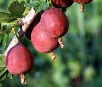 Bio Stachelbeere 'Easycrisp® Lady Late®'