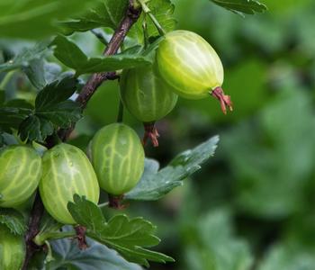 Bio Stachelbeere 'Easycrisp Lady Sun ', Gelb