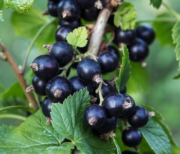 Bio Schwarze Johannisbeere 'Ben Nevis'