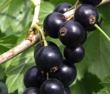 Bio Schwarze Johannisbeere 'Low Little Black Sugar®'