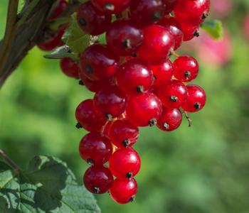 Bio Rote Johannisbeere 'Jonkheer Van Tets'