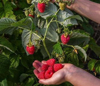 Bio Himbeere 'Sugana Twotimer ', rot