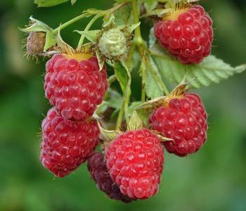 Bio Himbeere 'Autumn First®'