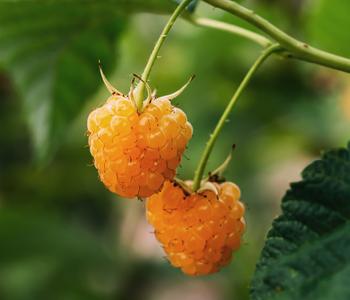Bio Himbeere 'Autumn Amber ', Gelb