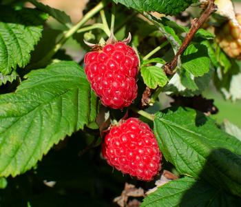 Bio Himbeere 'Tulameen'