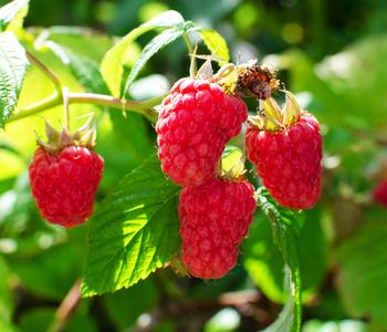 Bio Himbeere 'Heritage'