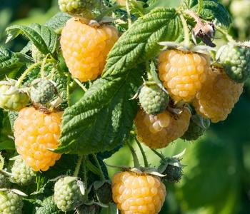 Bio Himbeere 'Golden Everest'