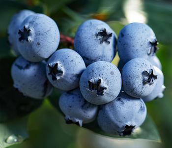 Bio Heidelbeere 'Sunshine Blue'