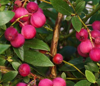 Bio Heidelbeere 'Pink Lemonade®'