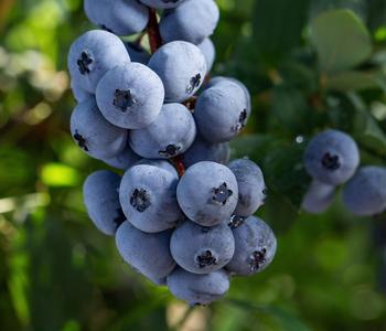 Bio Heidelbeere 'Brigitta Blue', Blau