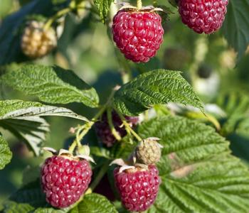 Bio Himbeere 'Lowberry® Little Sweet Sister®'