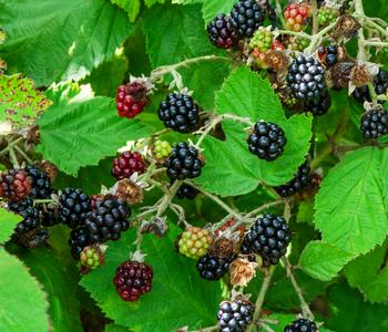 Bio Brombeere 'Navaho® BigandEarly®'