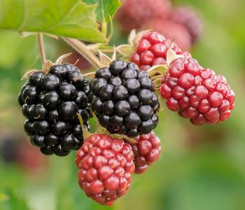 Bio Brombeere 'Thornless Evergreen'