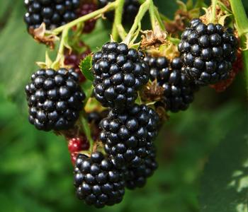 Bio Brombeere 'Loch Ness'