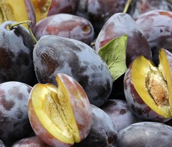 Bio Zwetschge 'Hauszwetschge'