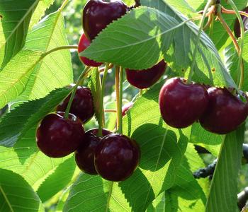 Bio Süßkirsche 'Stella'