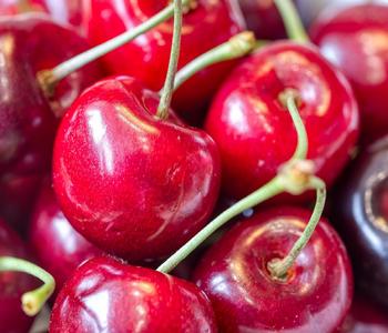 Bio Süßkirsche 'Kordia'