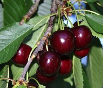 Bio Süßkirsche 'Hedelfinger Riesenkirsche'