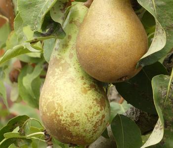 Bio Herbstbirne 'Conference'