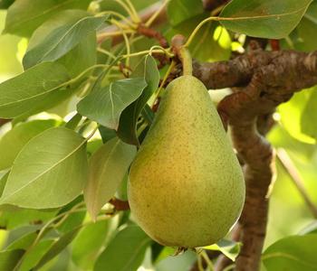 Bio Sommerbirne 'Gute Luise'