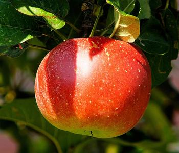 Bio Winterapfel 'Cox Orange Pippin'