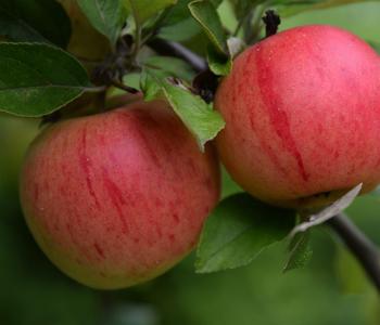 Bio Winterapfel 'Benoni'