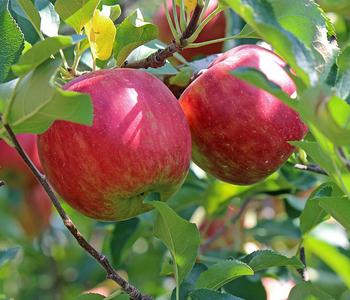 Bio Herbstapfel 'Ingrid Marie'