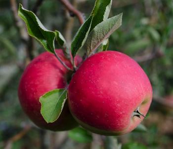 Bio Herbstapfel 'Elstar'