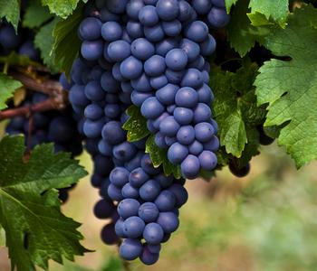 Bio Tafeltraube 'Boskoop Glory'