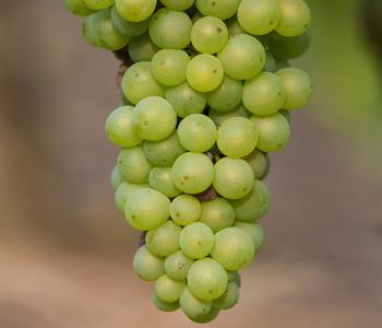 Bio Tafeltraube 'Johanniter'