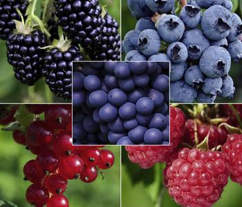 Bio Beeren-Set Bunter Obstgarten, 5-teilig