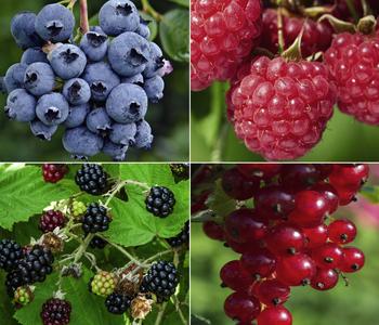 Bio Beeren-Set Lieblingsobst, 4-teilig
