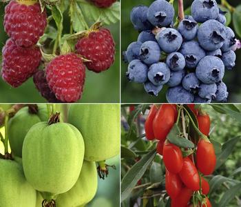Bio Beeren-Kiwi-Set Powerobst, 4-teilig