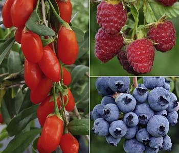 Bio Beeren-Set Frühstücksobst, 3-teilig