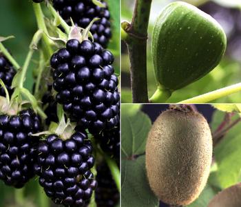 Bio Maulbeer-Feigen-Kiwi-Set Sommerobst, 3-teilig