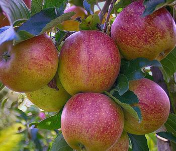 Herbstapfel 'Braeburn'