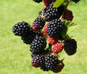 Brombeere 'Reuben' von Dehner, Schwarz