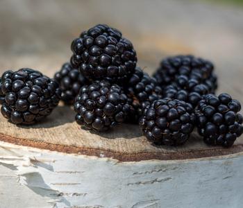 Dehner Gourmet Garten Brombeere 'Triple Crown'