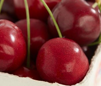 Süßkirsche 'Burlat'