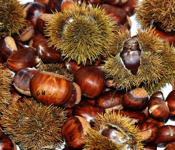 Esskastanie 'Bouche Rouge'