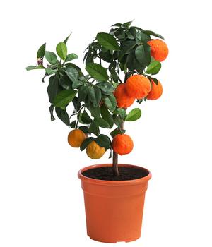 Rangpur-Limette 'Lima rossa'