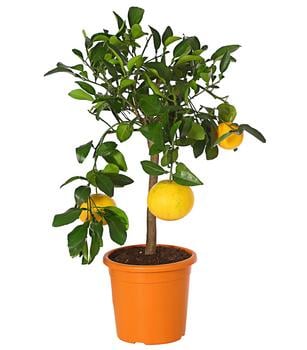 Gelbe Grapefruit von Dehner