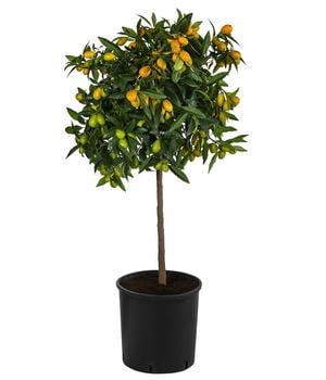 Kumquat von Dehner, Orange