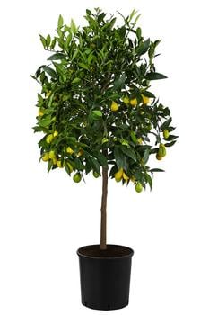 Limette 'Limequat' von Dehner, Hellgrün
